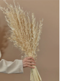 Dried Avena Oats Offwhite
