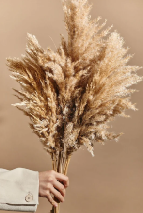 Natural Pampas Plant Grass