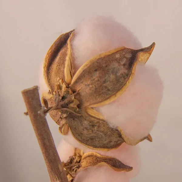 Cotton Flora Dried flowers