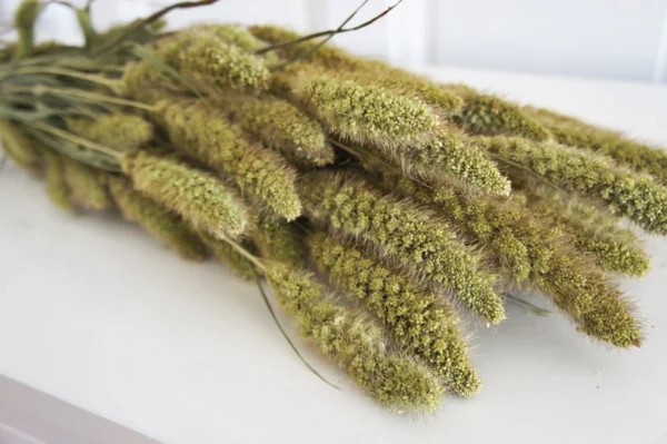 Setaria Dried Flower