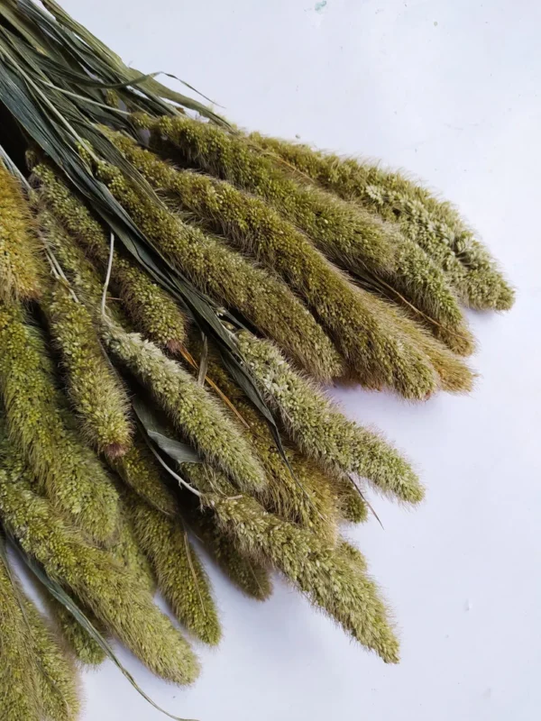 Setaria Dried Flower