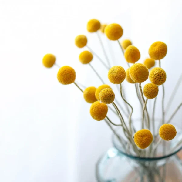 Yellow Balls Flowers