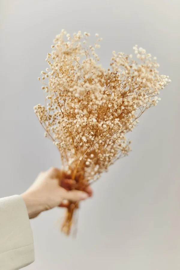 baby's breath flower