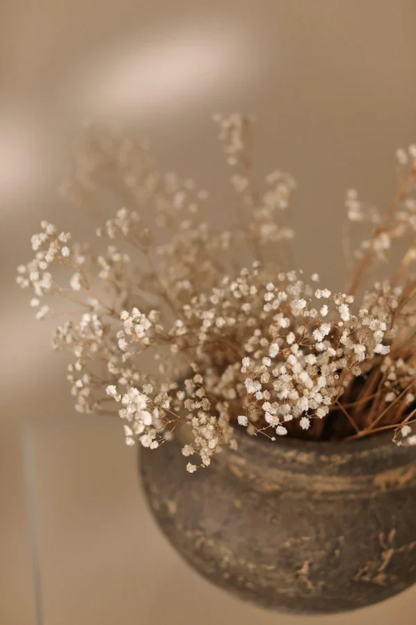 baby's breath flower