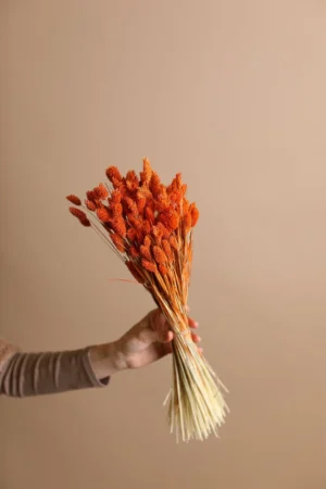 Orange Dried Phalaris