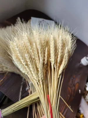 Dried wheat/natural wheat
