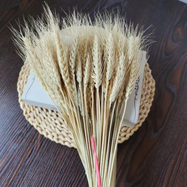 Dried wheat/natural wheat