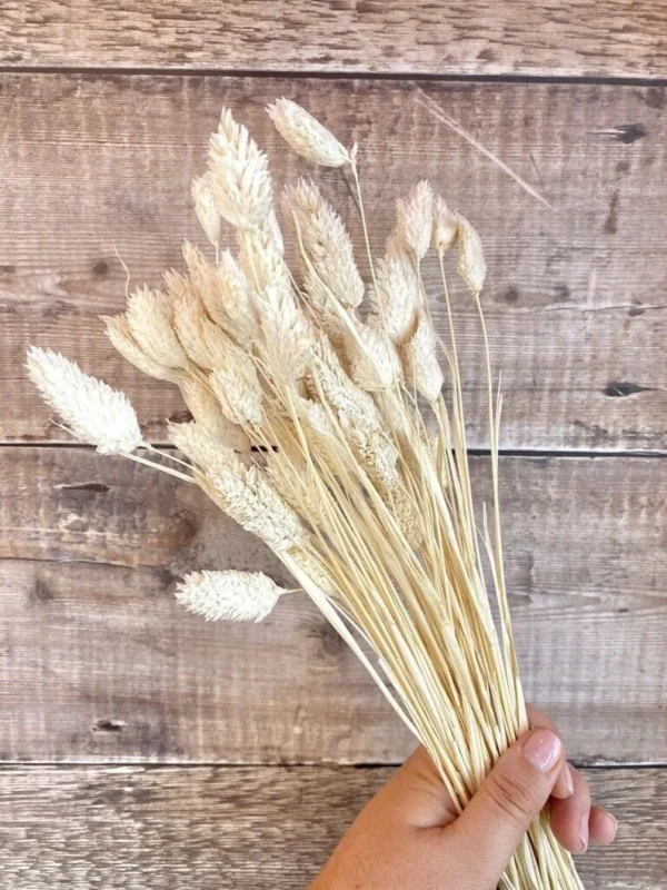Dried Phalaris Bunch
