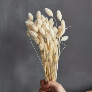 Dried Phalaris Bunch