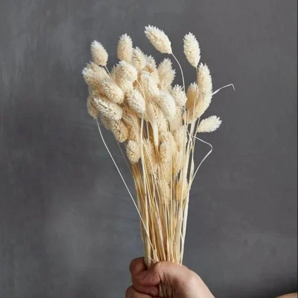 Dried Phalaris Bunch