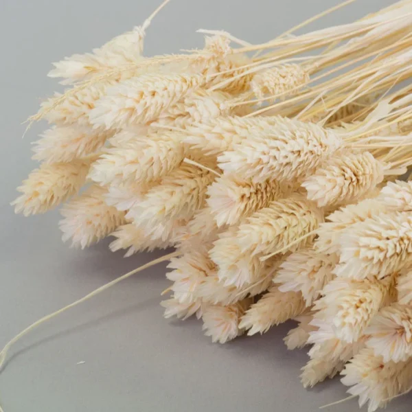 Dried Phalaris Bunch