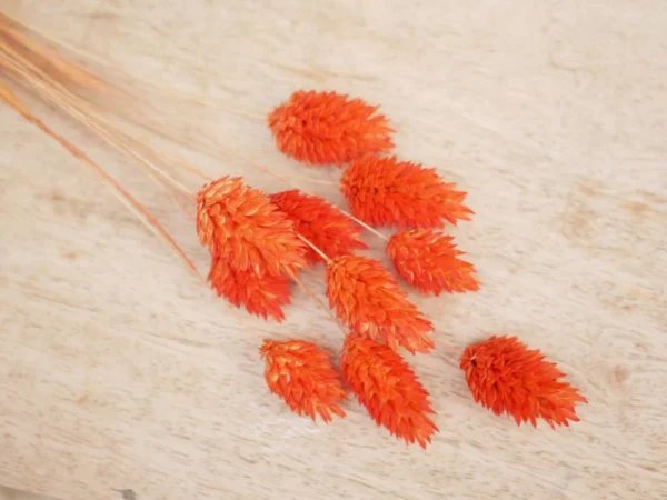Orange Dried Phalaris