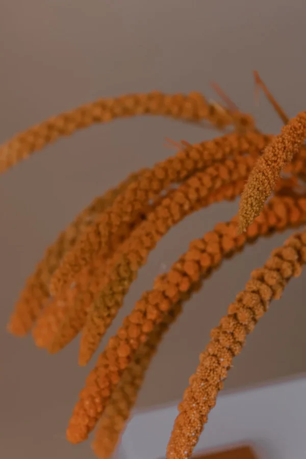 Setaria Orange Flower