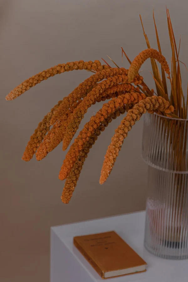 Setaria Orange Flower