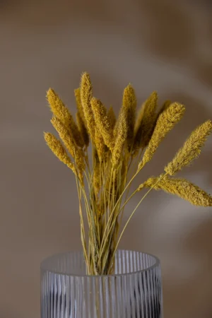 Setaria Yellow Flower - 40