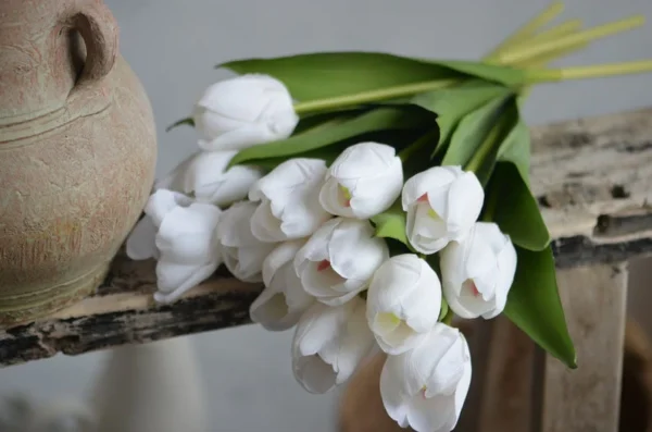 Tulip Flowers