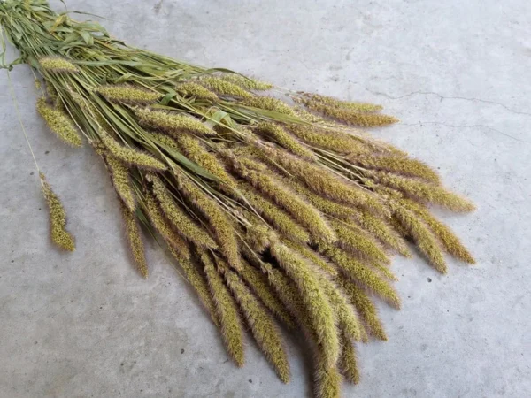 Setaria Dried Flower