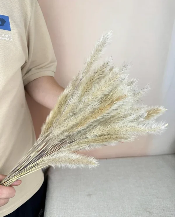 Cat Tails Dried Flowers