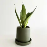 Lunar Green Essence plant