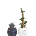 Haworthia Cactus Set