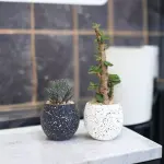 Haworthia Cactus Set