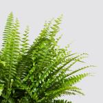 Kimberly fern