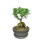 Bonsai
