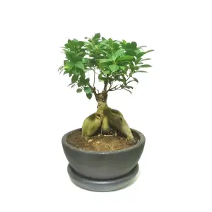 Bonsai