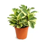 Peperomia