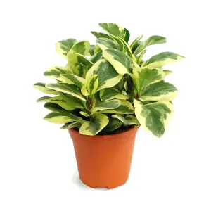 Peperomia