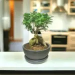 Bonsai
