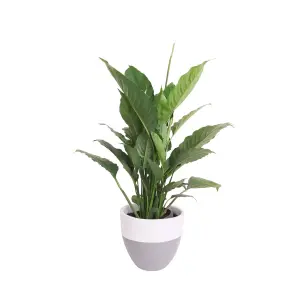 Peace Lily