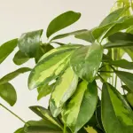 Schefflera