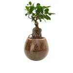 Bonsai Plant