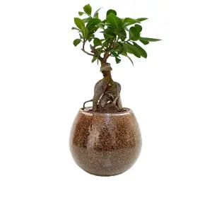 Bonsai Plant