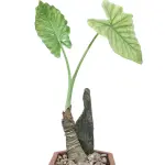 Alocasia