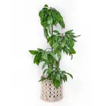 Leather Off White Holder