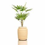 Small Areca