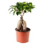 Bonsai plant