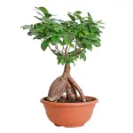 Bonsai plant