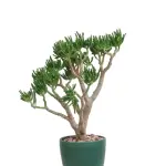 Crassula