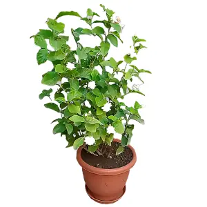 Arabian jasmine