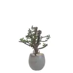 Mini jade bonsai