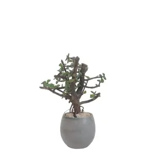 Mini jade bonsai