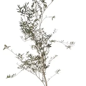 Olive tree