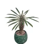 Madagascar Palm with Green Terrazzo Pot