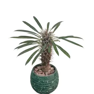 Madagascar Palm with Green Terrazzo Pot