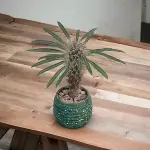 Madagascar Palm with Green Terrazzo Pot