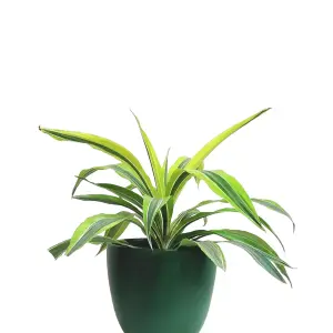 Dracaena Song of India