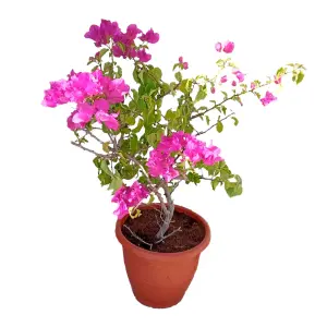 Bougainvillea